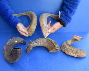 5 piece lot of Ram Horns, Sheep Horns 16-19 inches - $55/lot