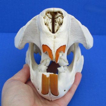 B-Grade 6-1/4" Beaver Skull - $30