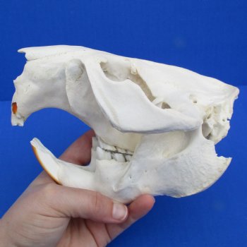 B-Grade 6-1/4" Beaver Skull - $30