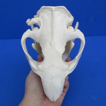 B-Grade 6-1/4" Beaver Skull - $30