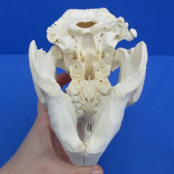 B-Grade 6-1/4" Beaver Skull - $30