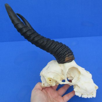 C-Grade 6" Male Springbok Skull with 10" Horns - $35