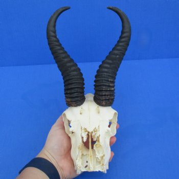 C-Grade 6" Male Springbok Skull with 10" Horns - $35