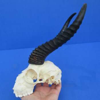 C-Grade 6" Male Springbok Skull with 10" Horns - $35