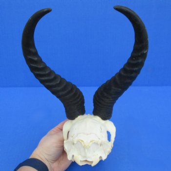 C-Grade 6" Male Springbok Skull with 10" Horns - $35