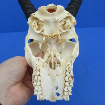 C-Grade 6" Male Springbok Skull with 10" Horns - $35