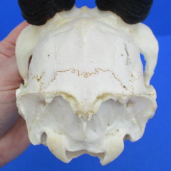 C-Grade 6" Male Springbok Skull with 10" Horns - $35