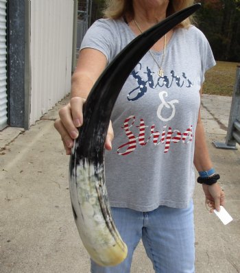 24 inch White Polished Cow/Cattle horn for $32