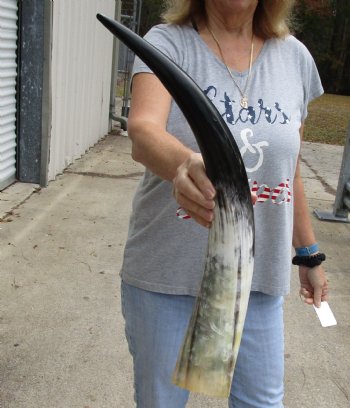 24 inch White Polished Cow/Cattle horn for $32