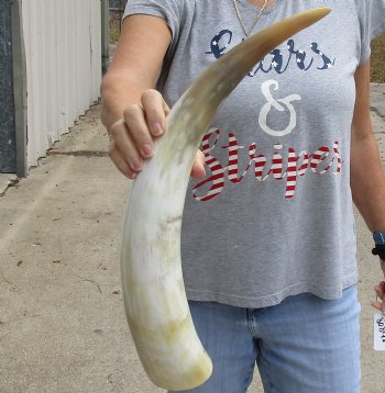 21 inch White Polished Cow/Cattle horn for $32