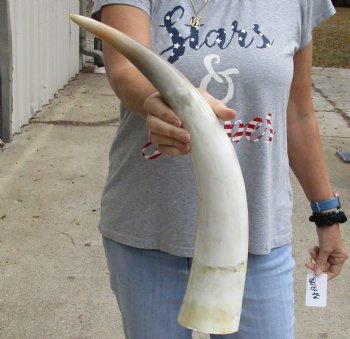 21 inch White Polished Cow/Cattle horn for $32