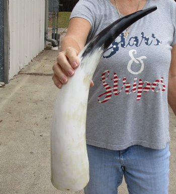 21 inch White Polished Cow/Cattle horn for $32