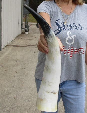 21 inch White Polished Cow/Cattle horn for $32