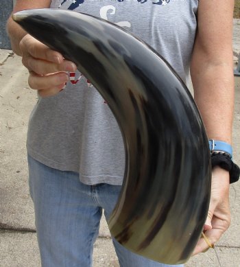 21 inch Polished Cow/Cattle horn for $37