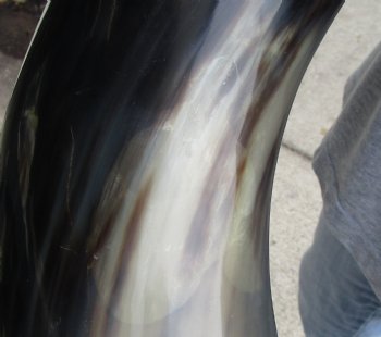 21 inch Polished Cow/Cattle horn for $37