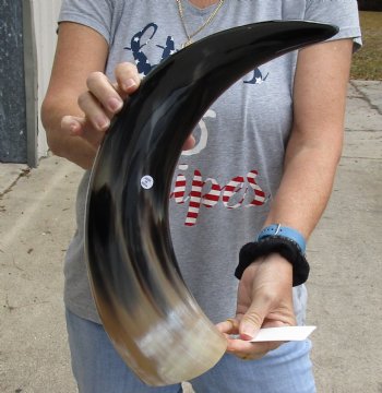 21 inch Polished Cow/Cattle horn for $37