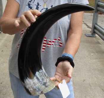 21 inch Polished Cow/Cattle horn for $37