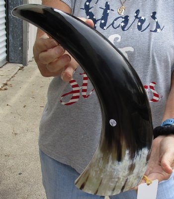 21 inch Polished Cow/Cattle horn for $37