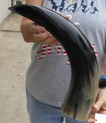 23 inch Polished Cow/Cattle horn for $37