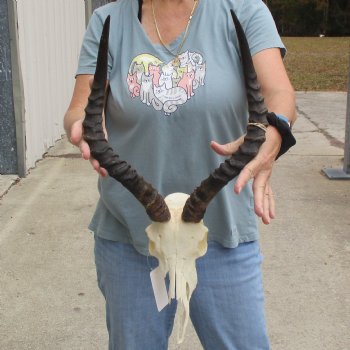 Craft Grade Impala Skull with 16" Horns - $40