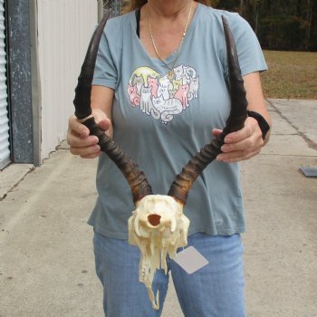 Craft Grade Impala Skull with 16" Horns - $40