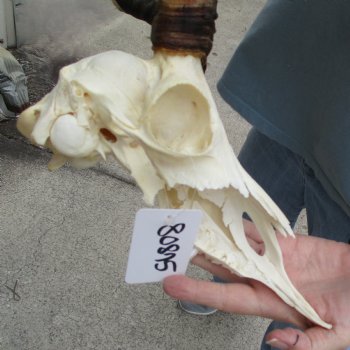 Craft Grade Impala Skull with 16" Horns - $40