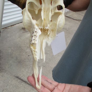 Craft Grade Impala Skull with 16" Horns - $40