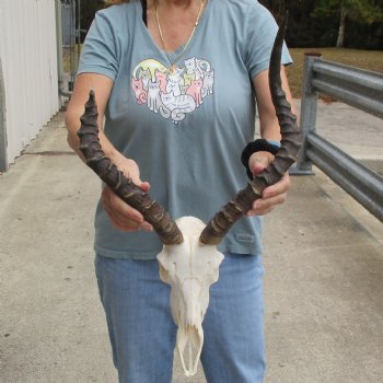 Craft Grade Impala Skull with 13" & 18" Horns - $40