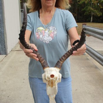 Craft Grade Impala Skull with 13" & 18" Horns - $40