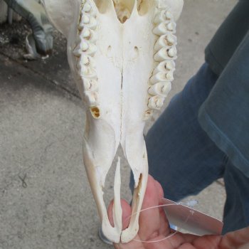 Craft Grade Impala Skull with 13" & 18" Horns - $40