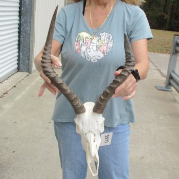 Craft Grade Impala Skull with 14" & 17" Horns - $40