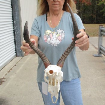 Craft Grade Impala Skull with 14" & 17" Horns - $40