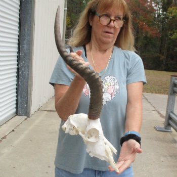 Craft Grade Impala Skull with 14" & 17" Horns - $40