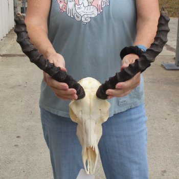 Craft Grade Impala Skull with 12" & 13" Horns - $40