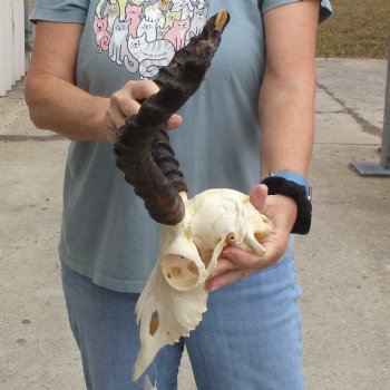 Craft Grade Impala Skull with 12" & 13" Horns - $40