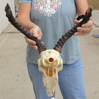 Craft Grade Impala Skull with 12" & 13" Horns - $40