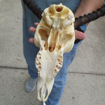 Craft Grade Impala Skull with 12" & 13" Horns - $40