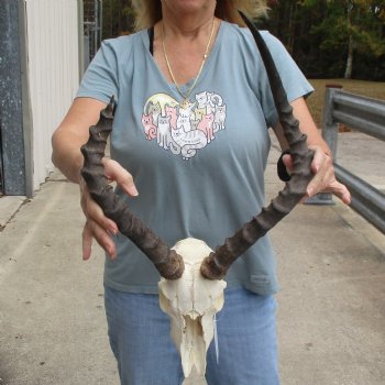 Craft Grade Impala Skull with 14" & 21" Horns - $40