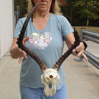 Craft Grade Impala Skull with 14" & 21" Horns - $40