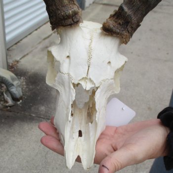 Craft Grade Impala Skull with 14" & 21" Horns - $40