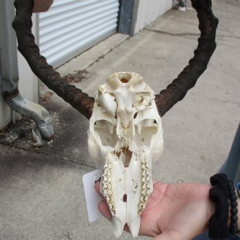 Craft Grade Impala Skull with 14" & 21" Horns - $40