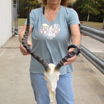 Craft Grade Impala Skull with 10" & 21" Horns - $40