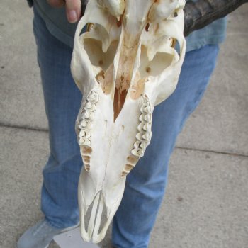 Craft Grade Impala Skull with 10" & 21" Horns - $40