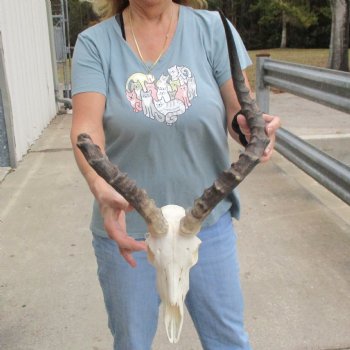 Craft Grade Impala Skull with 11" & 21" Horns - $40