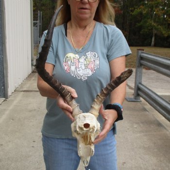 Craft Grade Impala Skull with 11" & 21" Horns - $40