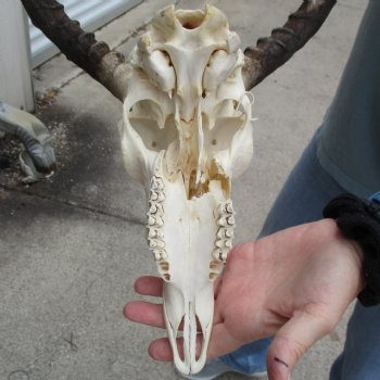 Craft Grade Impala Skull with 11" & 21" Horns - $40