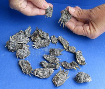 Available for Sale 25 piece lot of Red Ear Slider Turtle feet 1 to 2 inches for $28/lot 