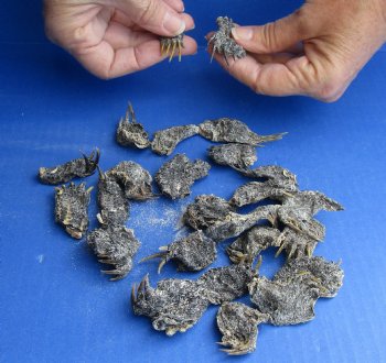 Buy Now this 25 piece lot of Red Ear Slider Turtle feet 1 to 2 inches for $28/lot 