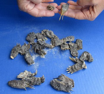 Available for Sale 25 piece lot of Red Ear Slider Turtle feet 3/4 to 2 inches for $28/lot 