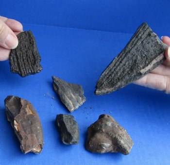 6 Fossilized Mammoth Tooth Fragments - $30